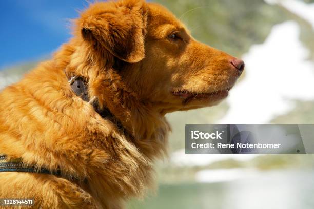 Close Up Of A Nova Scotia Duck Tolling Retriever In The Mountains Stock Photo - Download Image Now