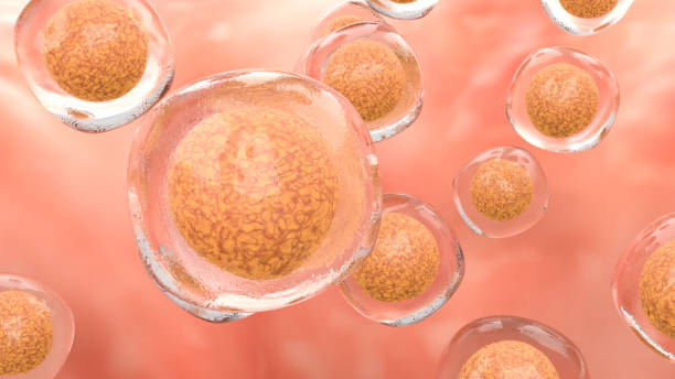 detailed image of stem cell - ovulação imagens e fotografias de stock