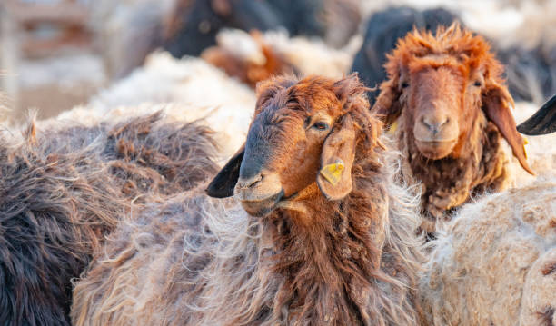 стадо овец на пустынной ферме в катаре. - rural scene non urban scene domestic animals sheep стоковые фото и изображения
