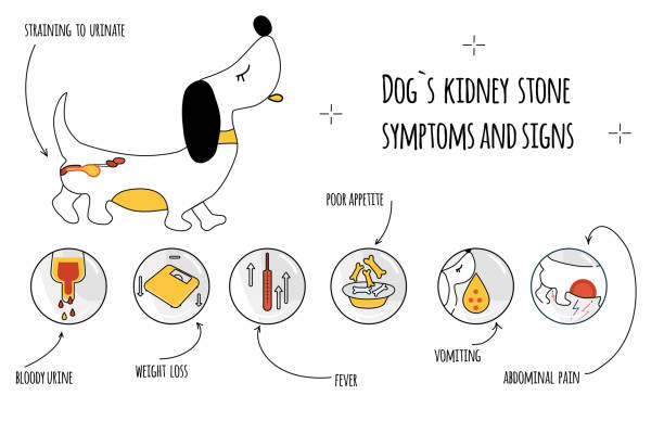 gejala batu ginjal anjing.ikon infografis dengan tanda dan alasan pyelonephritis yang berbeda. perawatan kesehatan anjing. spanduk dokter hewan. penyakit urologis hewan. - ginjal binatang ilustrasi stok