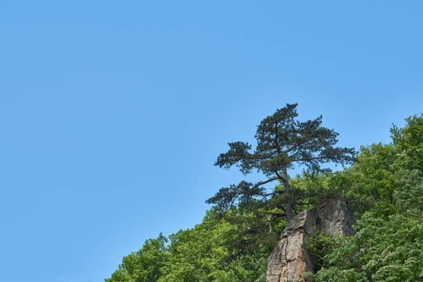 un arbre qui grandit au sommet d’un gros rocher - beautiful tree day rock photos et images de collection