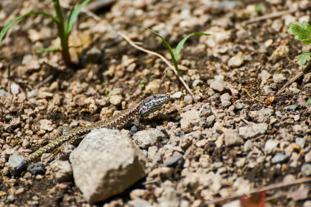 istock Podarcis muralis among the stones 1328149724
