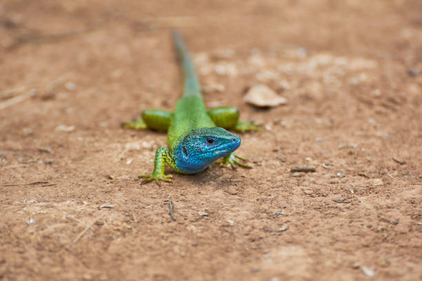 istock The European green lizard (Lacerta viridis) 1328149780