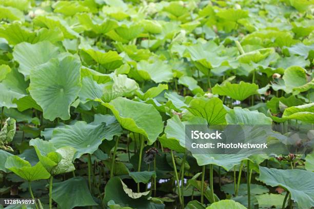 Lotus Leaf Stock Photo - Download Image Now - Close-up, Color Image, Green Color