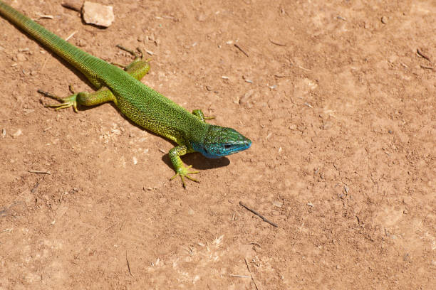 istock The European green lizard (Lacerta viridis) 1328149969