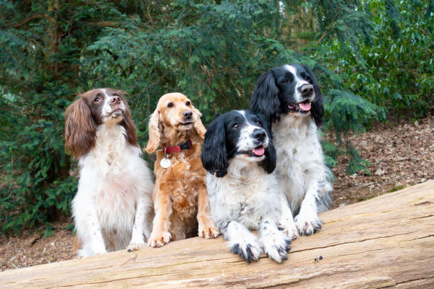 istock Four beautiful spaniels in various colours stand looking over a fallen log whilst out exercising in the English countryside 1328150780