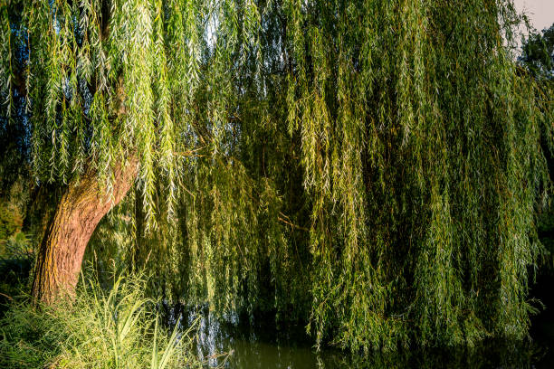 istock Weeping willow on a pond in santeny, france 1328151033