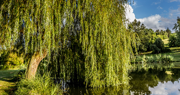 Weeping willow on a pond in santeny, france