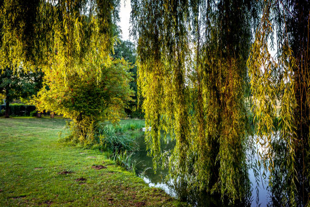istock Weeping willow on a pond in santeny, france 1328151040