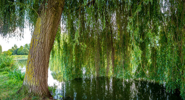 istock Weeping willow on a pond in santeny, france 1328151043
