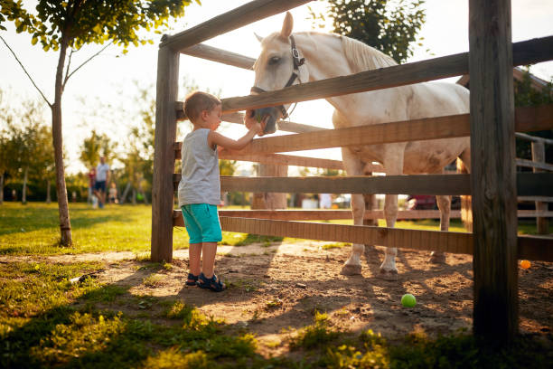 a little boy feeding a horse in the farm. farm, countryside, summer - serbia horse nature landscape imagens e fotografias de stock