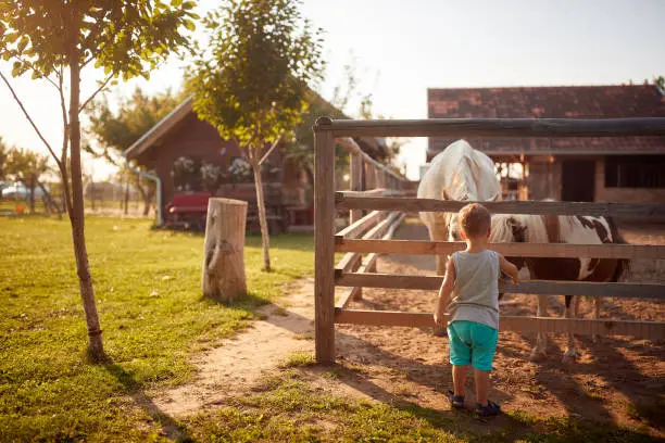 A little boy enjoying playing with horses in the farm on a beautiful sunny day. Farm, countryside, summer