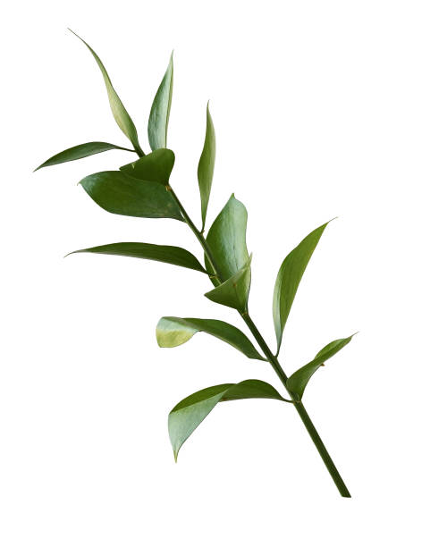istock Twig of ruscus with green leaves isolated 1328152492