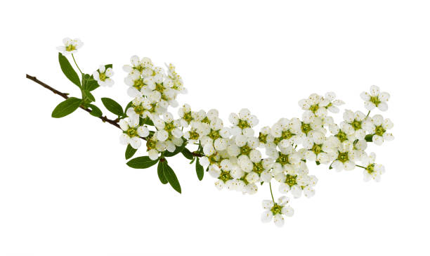 istock Spring twig of spiraea flowers isolated 1328152518