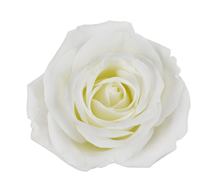 White rose flower isolated on white. Top view.