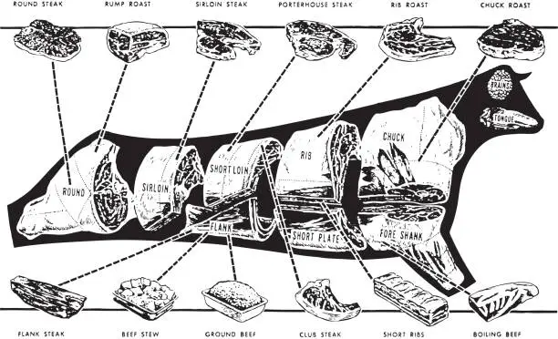 Vector illustration of Butcher Chart of a Cow