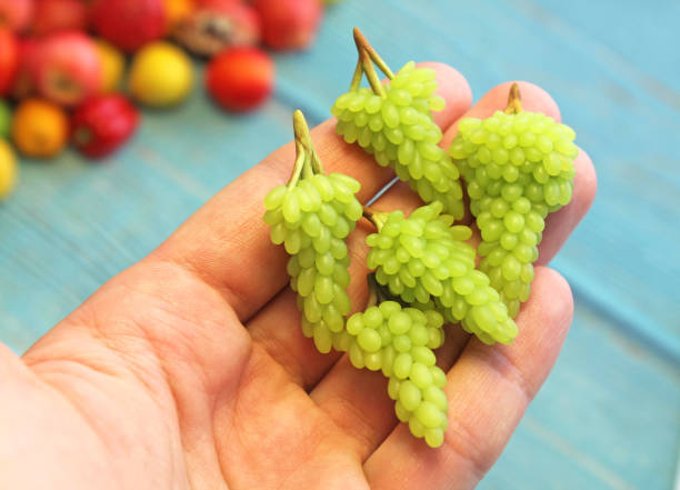 miniature green grapes made of polymer clay in the palm of your hand close-up miniature green grapes made of polymer clay in the palm of your hand close-up. polymer clay stock pictures, royalty-free photos & images