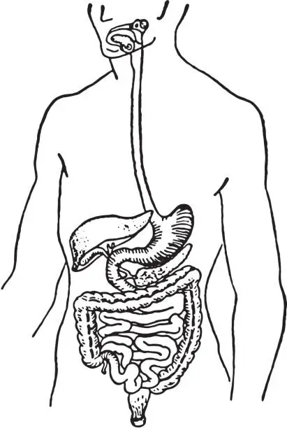 Vector illustration of Human Torso with Organs