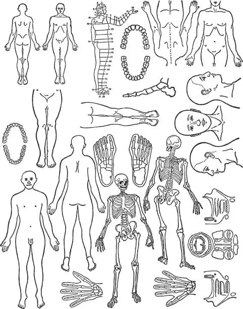 Vector illustration of Various Human Body Parts