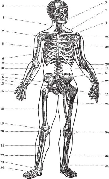 Vector illustration of Human Diagram