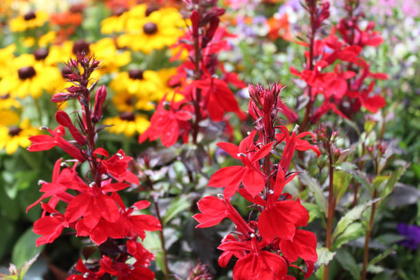 red blossoming lobelia in the garden