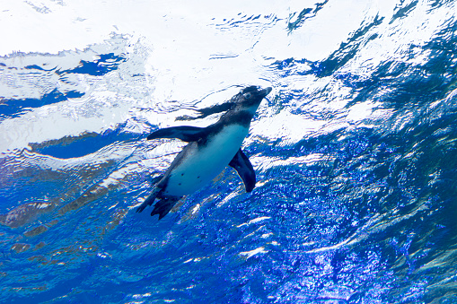 A penguin swimming gracefully