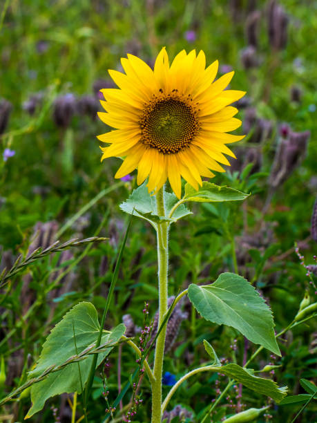 istock Blown sunflower in summer 1328157756