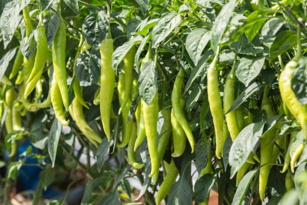 istock long green chili pepper 1328160492