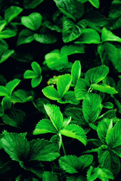 istock Strawberry plant leaves. 1328160617