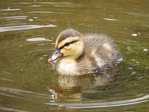 mottled duck (anas fulvigula) duckling swimming in the wetlands - gevlekte eend stockfoto's en -beelden