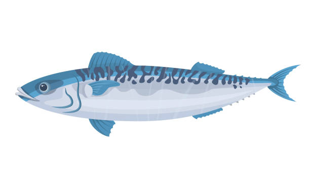 Mackerel fish on white background, seafood. Mackerel fish on white background, seafood. Vector illustration. mackerel stock illustrations