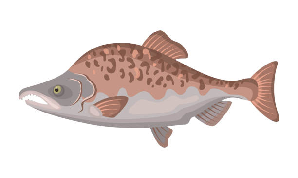 ilustrações de stock, clip art, desenhos animados e ícones de pink salmon fish on white background, seafood. - pink salmon