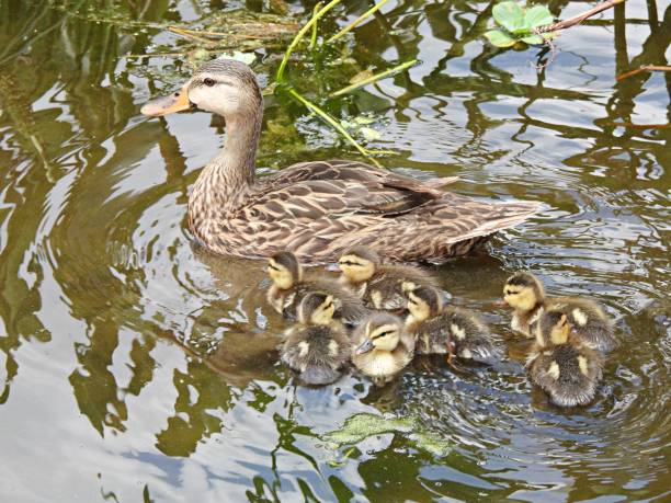 mottled duck (anas fulvigula) with ducklings swimming in the wetlands - gevlekte eend stockfoto's en -beelden