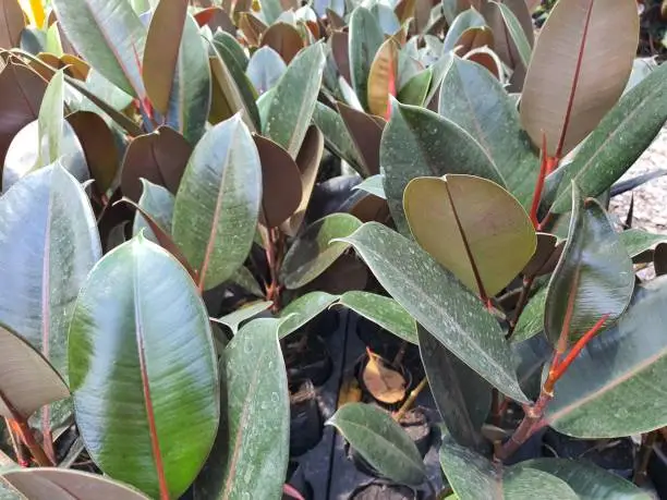 Photo of Rubber Plant leaves dark green, black. popularly planted for home decoration Stems and leaves have a poisonous white latex. Leaves can absorb toxins. Helps to purify the air in the room