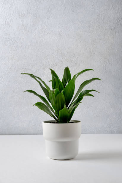 istock Dracaena compacta in a white pot on a grey background. Home and garden concept. 1328164273