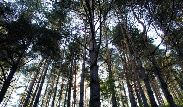 istock Coniferous forest canopy. Coniferous forest in the morning in summer. 1328168749