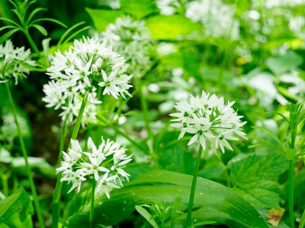 istock Flowering wild garlic 1328168789