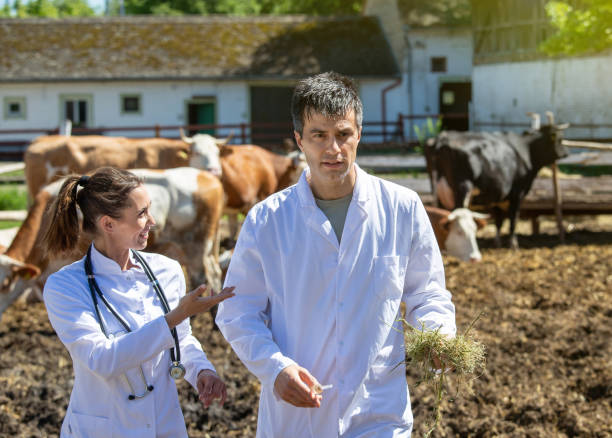 istock Two veterinarians talking about medicine examinations of cattle 1328169510