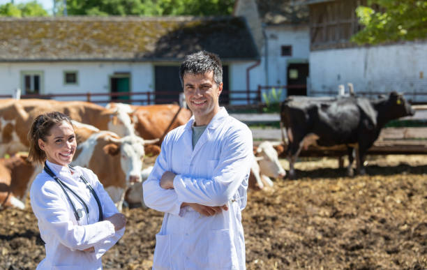 istock Two veterinarians standing in front og cattle on farm 1328169533