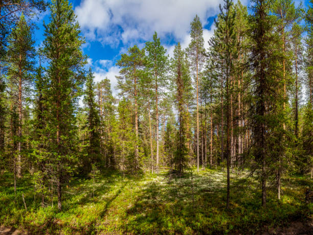 Huge firs, spruces and pines rest against the blue sky and cast long shadows on the moss and grass of the forest lawn. Blue sky on a sunny summer day. taiga. A place of rest, mushroom picking and travel. north. Karelia.