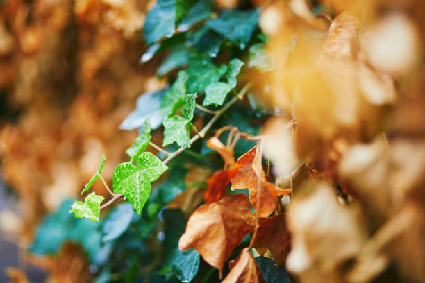 Yellow and green leaves on tree branch on a fall day. Beauty of autumn nature