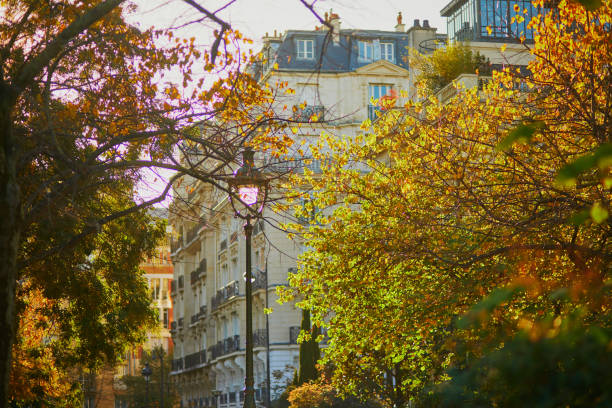 Yellow leaves on tree branch on a sunny fall day. Beauty of autumn nature