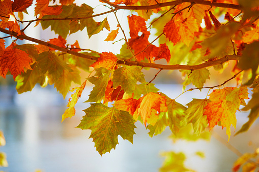 Bright colorful red and yellow autumn leaves on a sunny fall day. Beauty of autumn nature