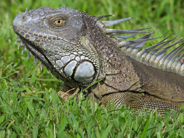 istock Green Iguana (Iguana iguana) resting in the grass 1328170192