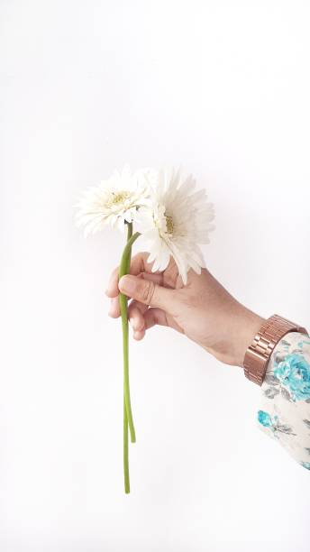 Minimal White Flower in Hand Minimal Shot of beautiful white flower, Holding by women’s hand with white background. 4810 stock pictures, royalty-free photos & images