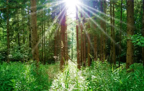 Light reflection with sun rays in the forest