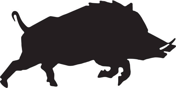 ilustraciones, imágenes clip art, dibujos animados e iconos de stock de jabalí - jabalí cerdo salvaje