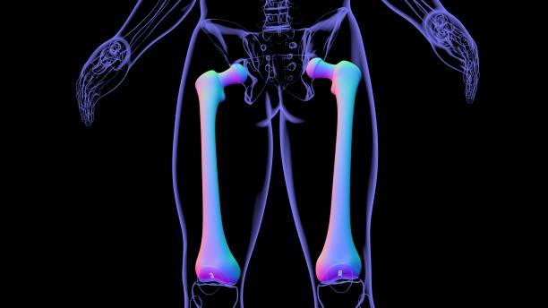 istock Human skeleton anatomy Femur Bone 3D Rendering 1328171421