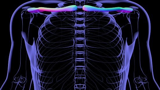 Human skeleton anatomy Clavicle Bones 3D Rendering For Medical Concept