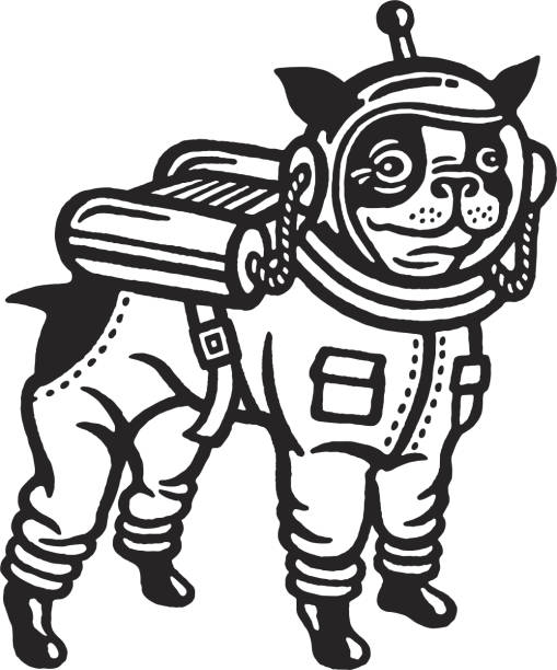 ilustraciones, imágenes clip art, dibujos animados e iconos de stock de astronauta boston terrier - pet clothing